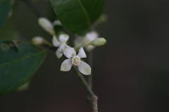 Atalantia monophylla